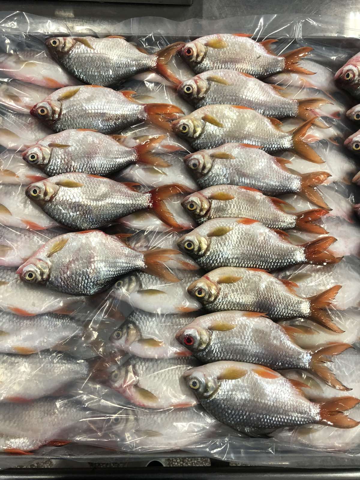 Red-tailed Tinfoil barbs