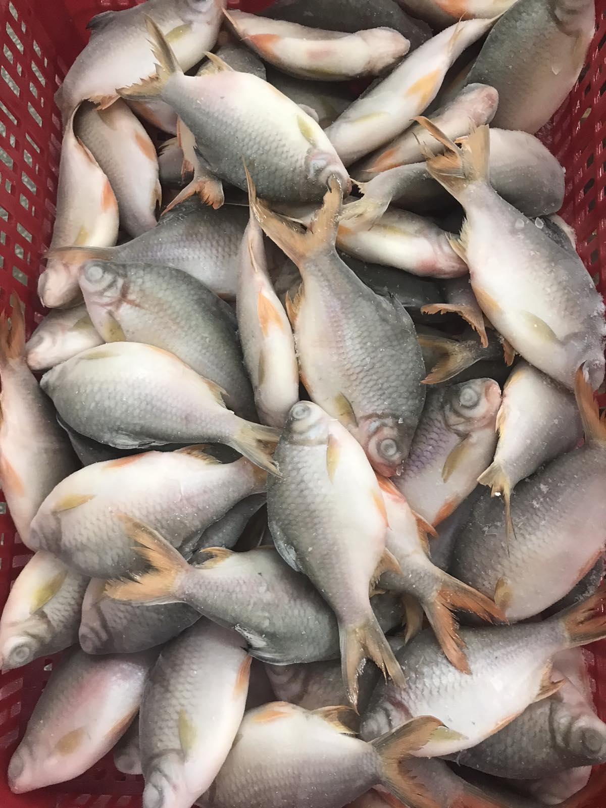 Red-tailed Tinfoil barbs