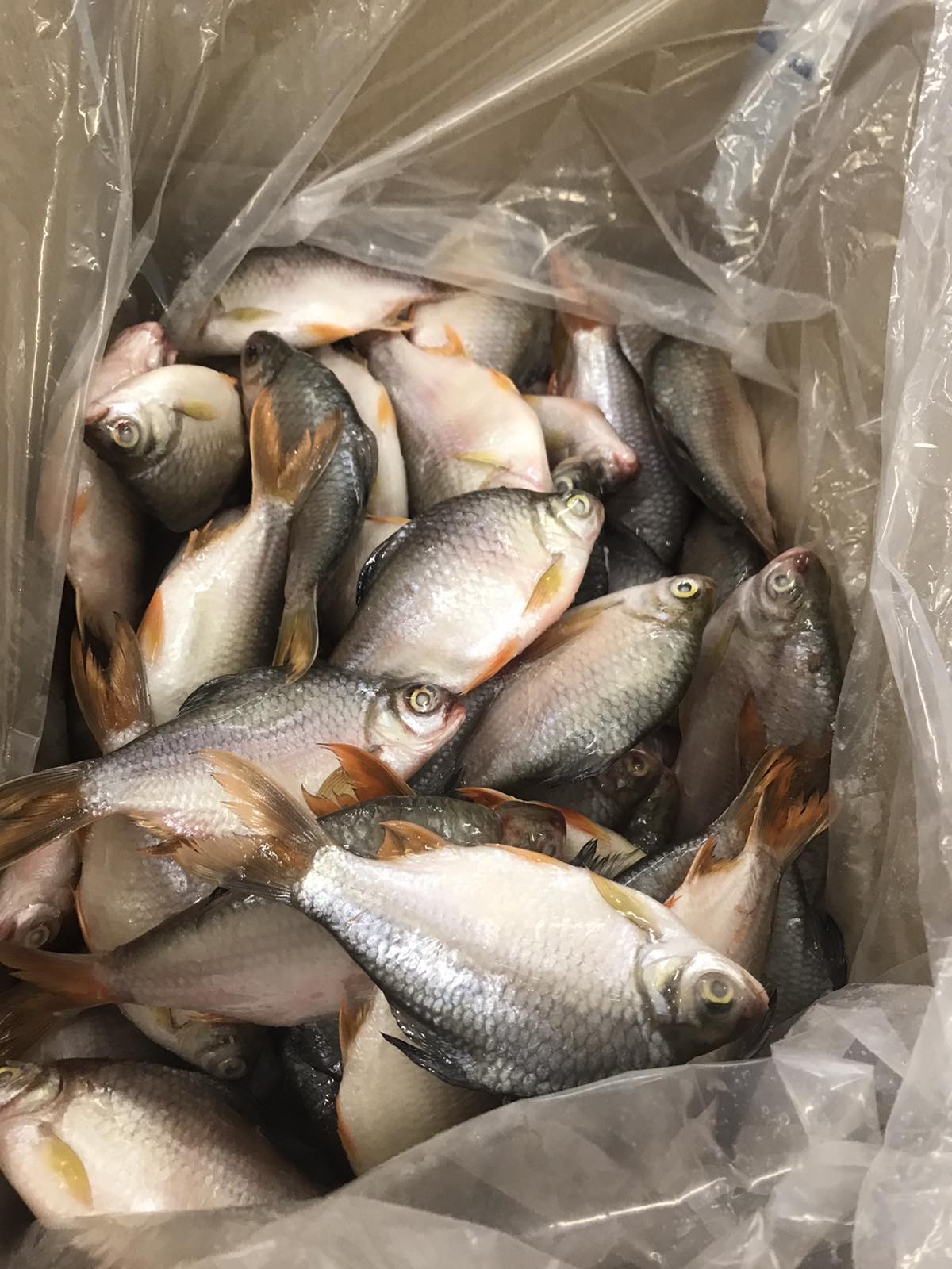 Red-tailed Tinfoil barbs
