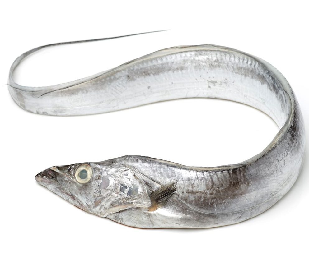 Ribbonfish