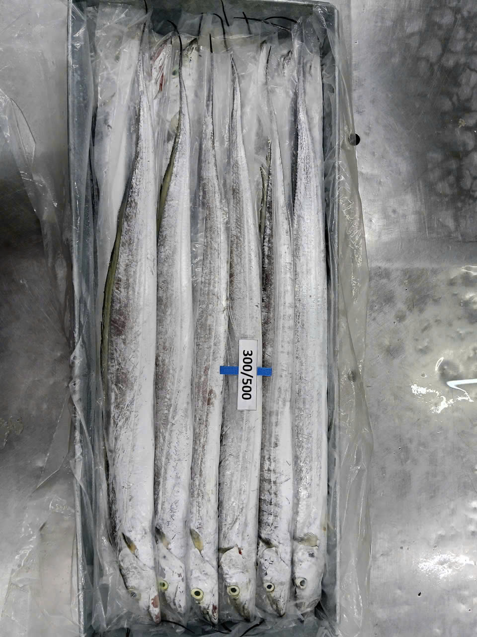 Ribbonfish