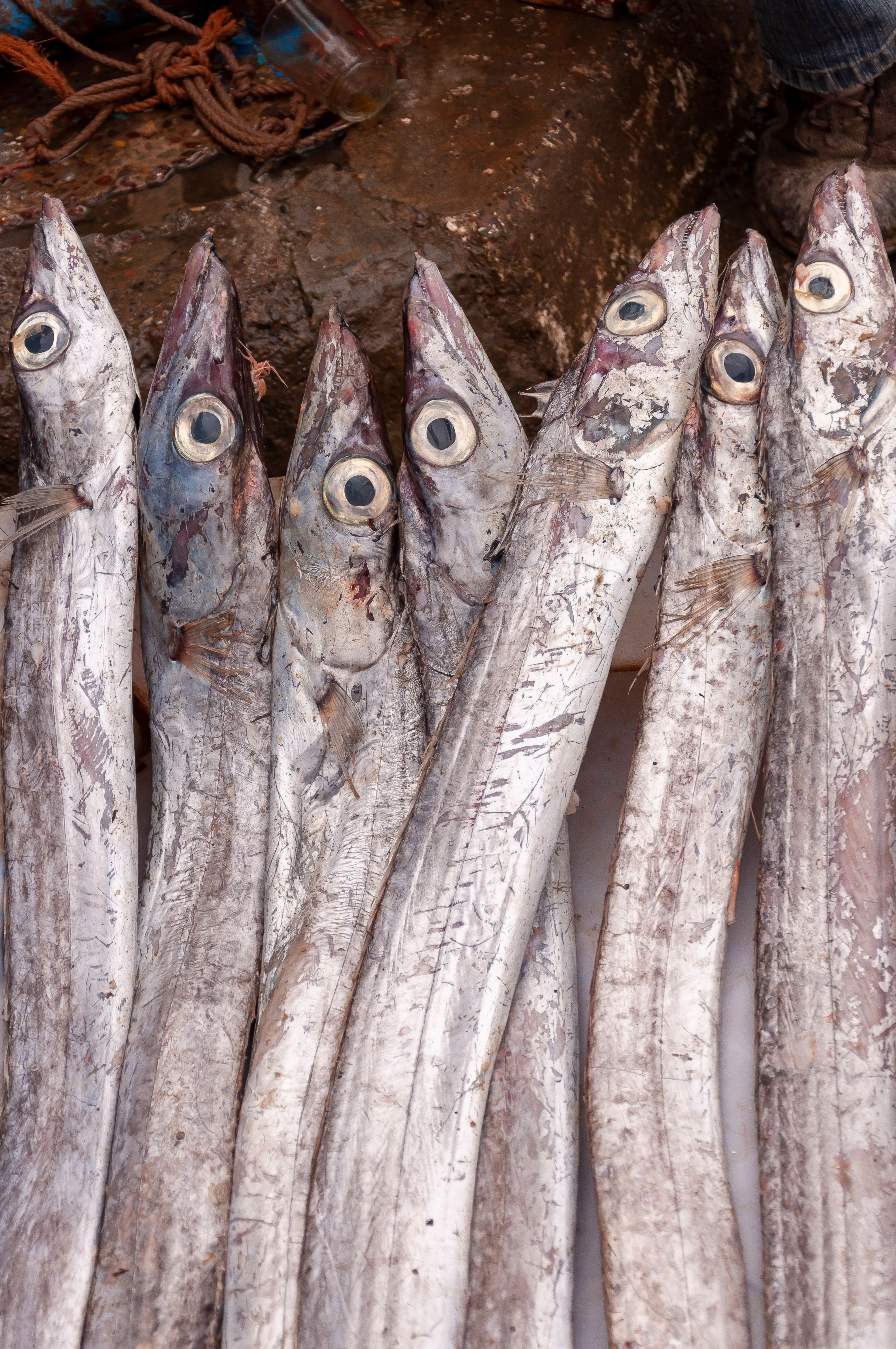 Ribbonfish