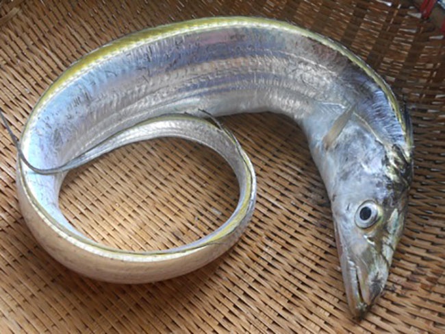 Ribbonfish