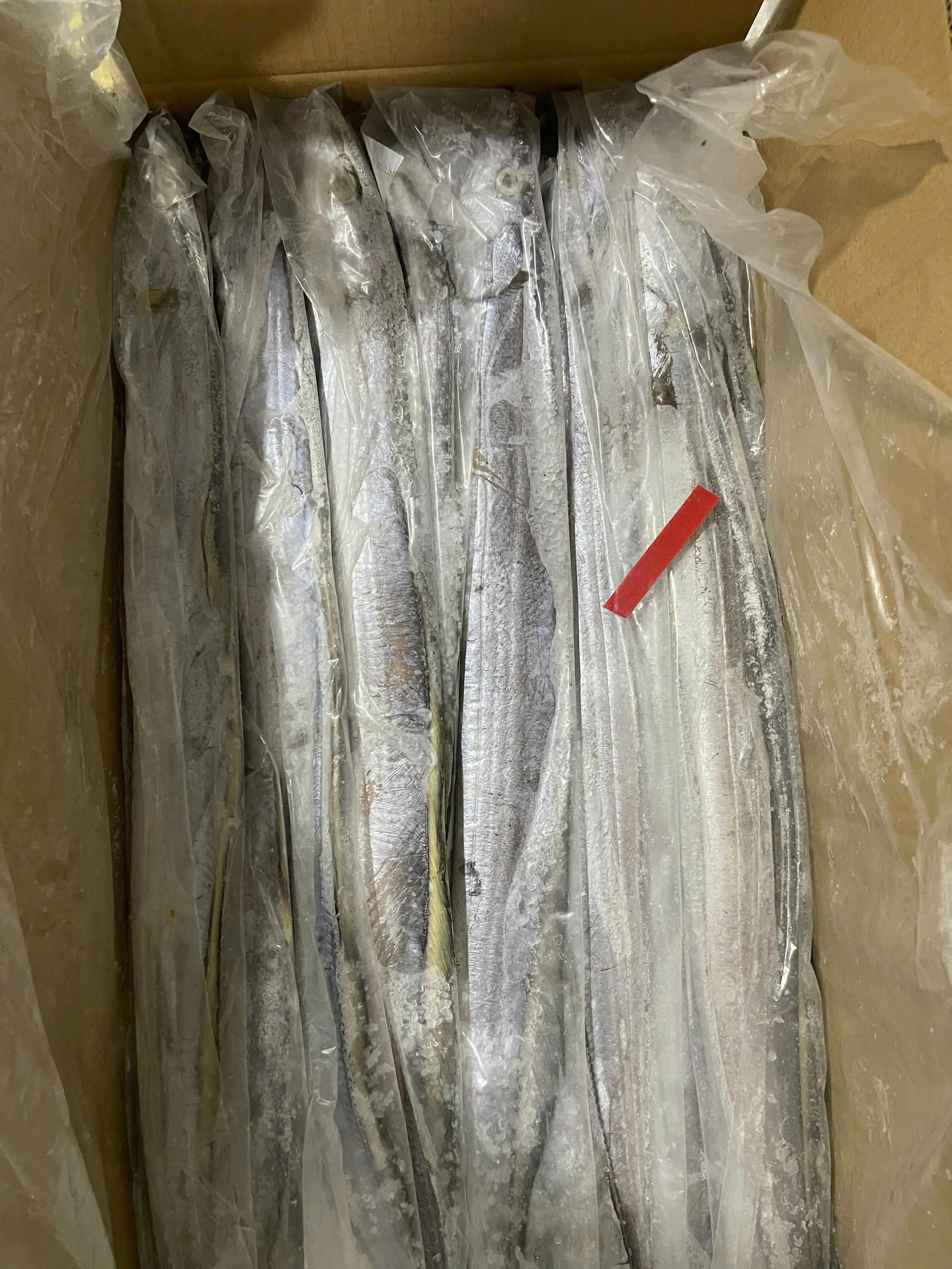 Ribbonfish