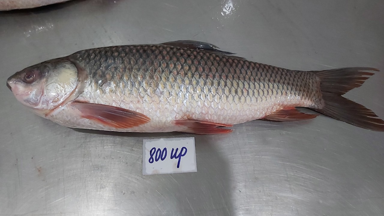 Rohu