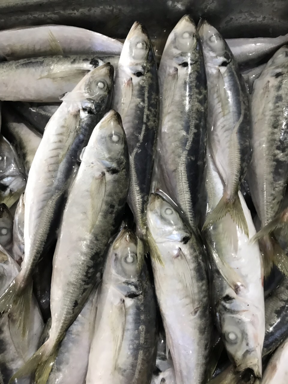 Round scad