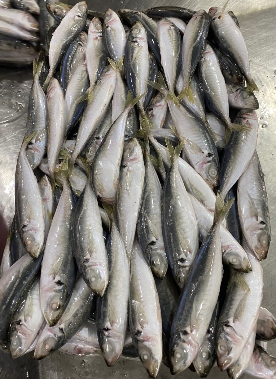 Round scad