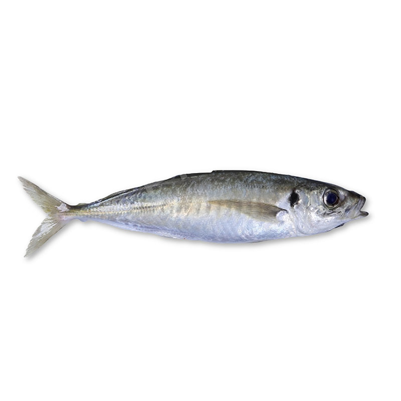 Round scad