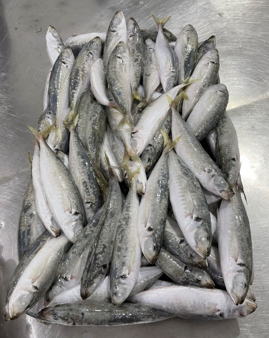 Round scad