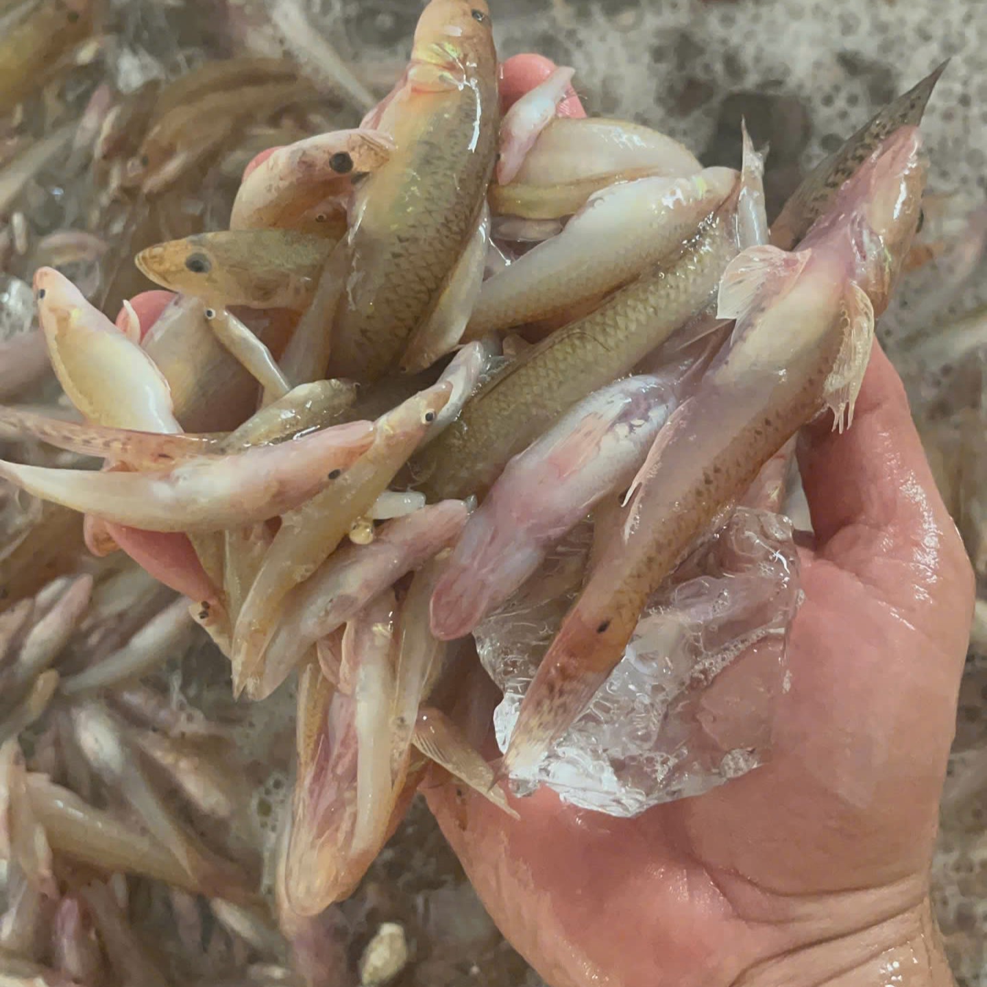 Sand goby