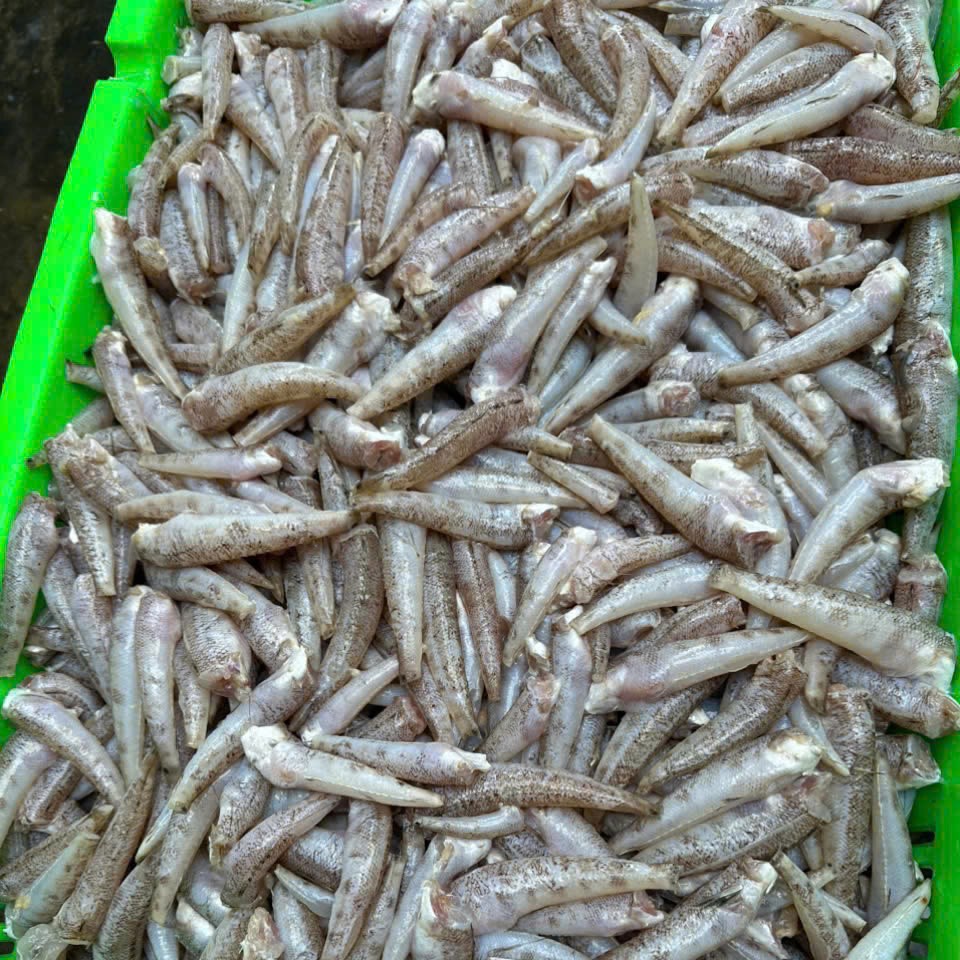 Sand goby