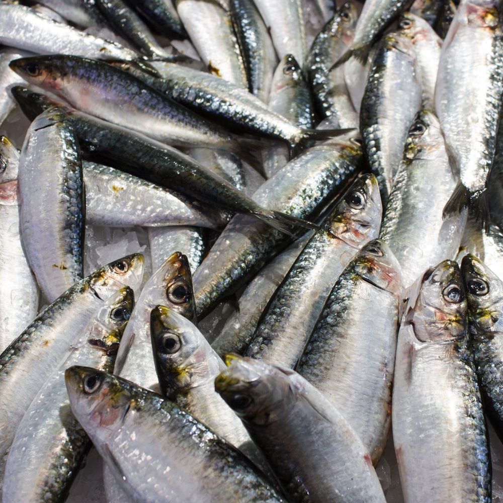 Sardine