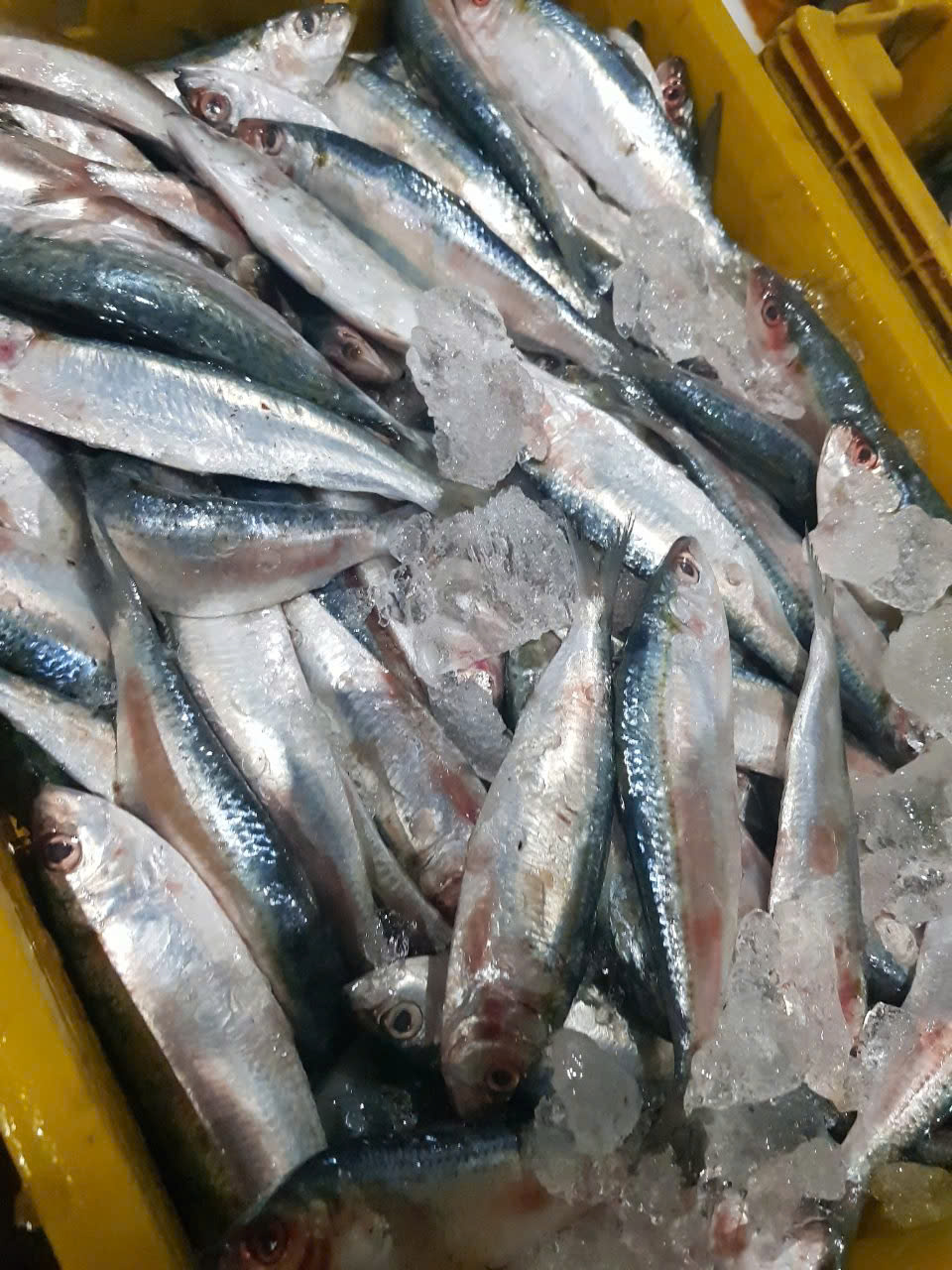 Sardine