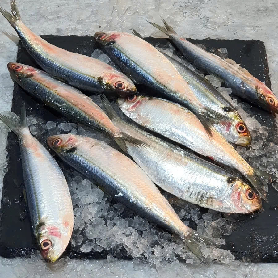 Sardine