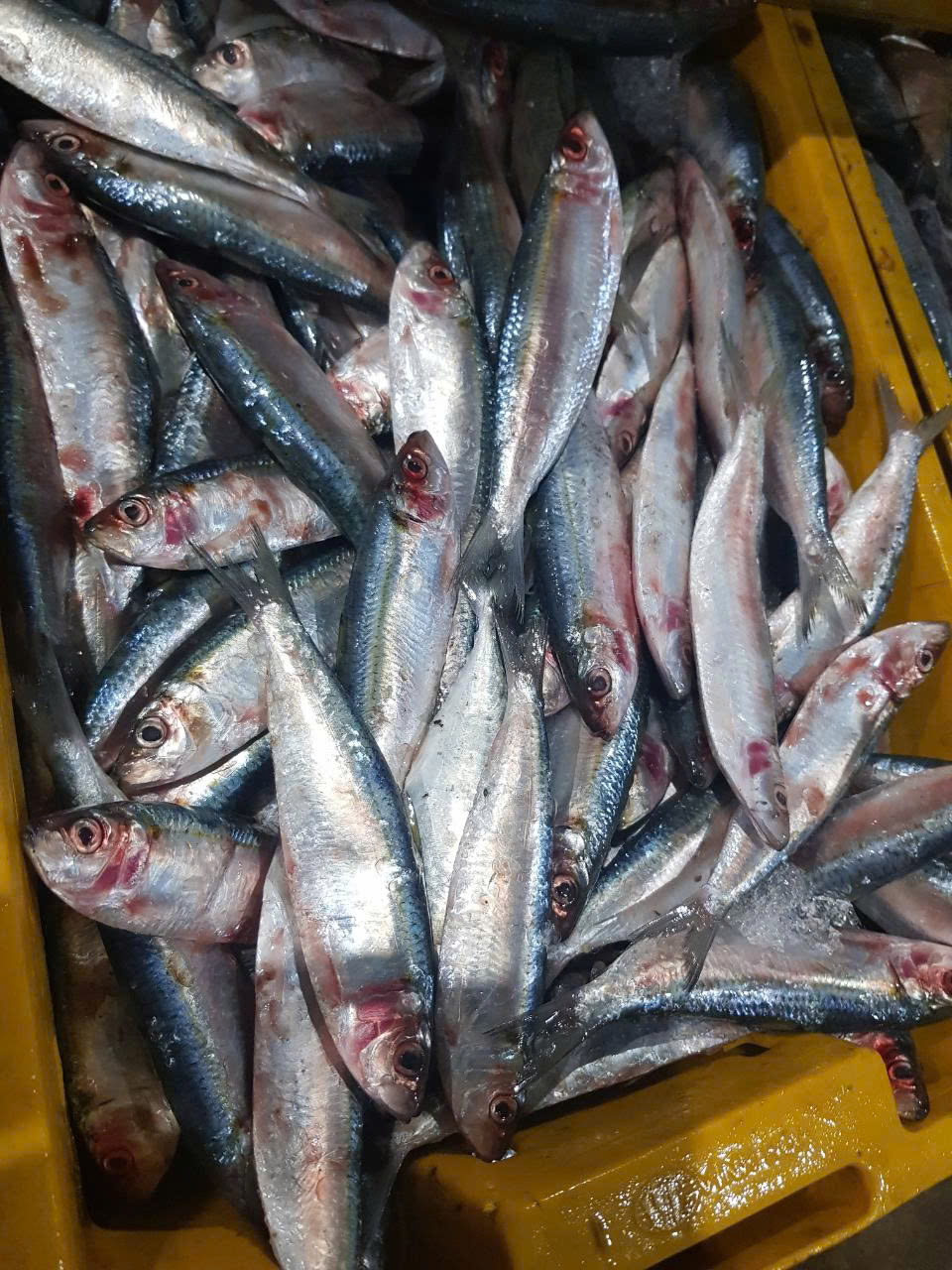 Sardine