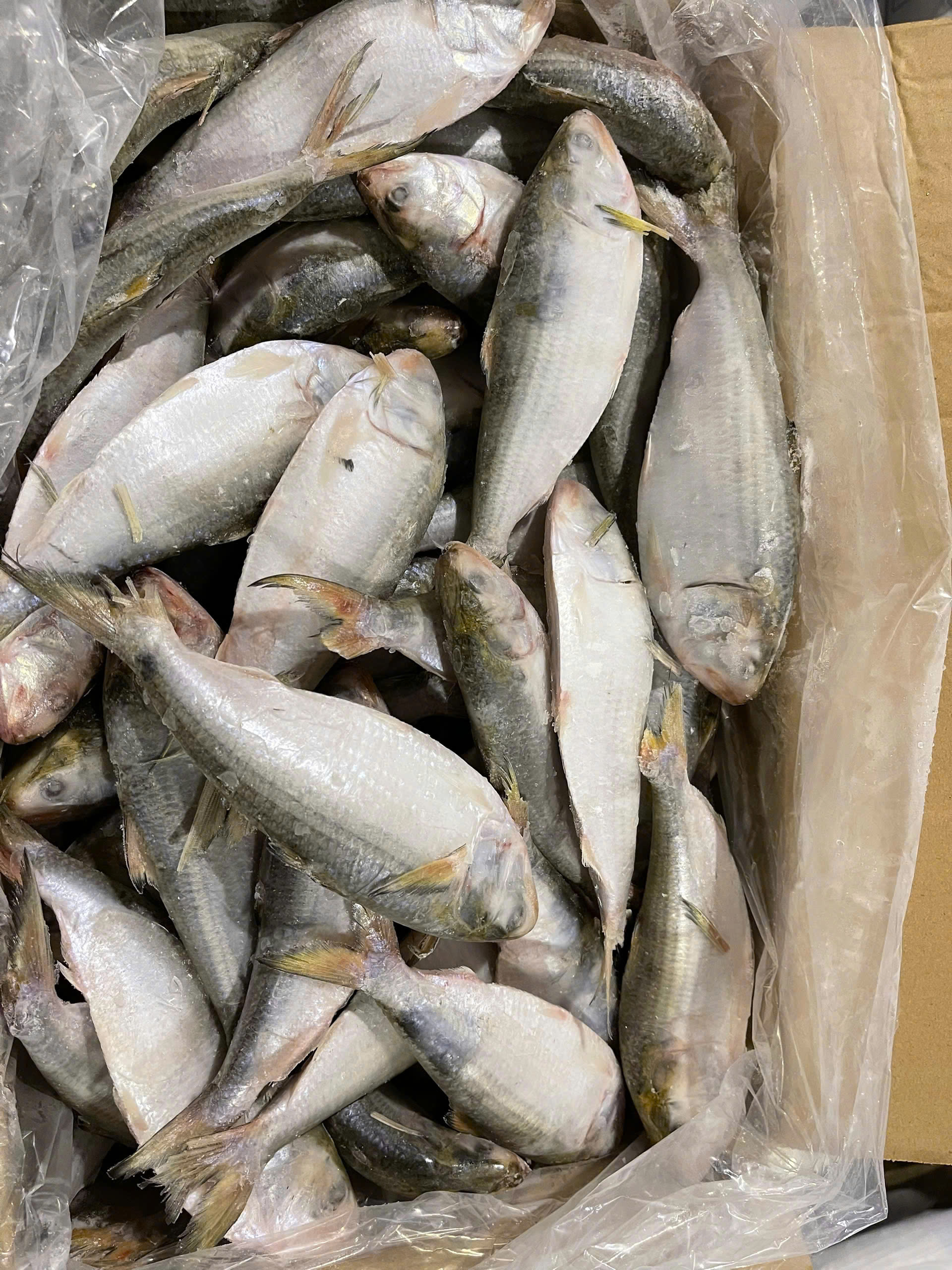 Shad fish