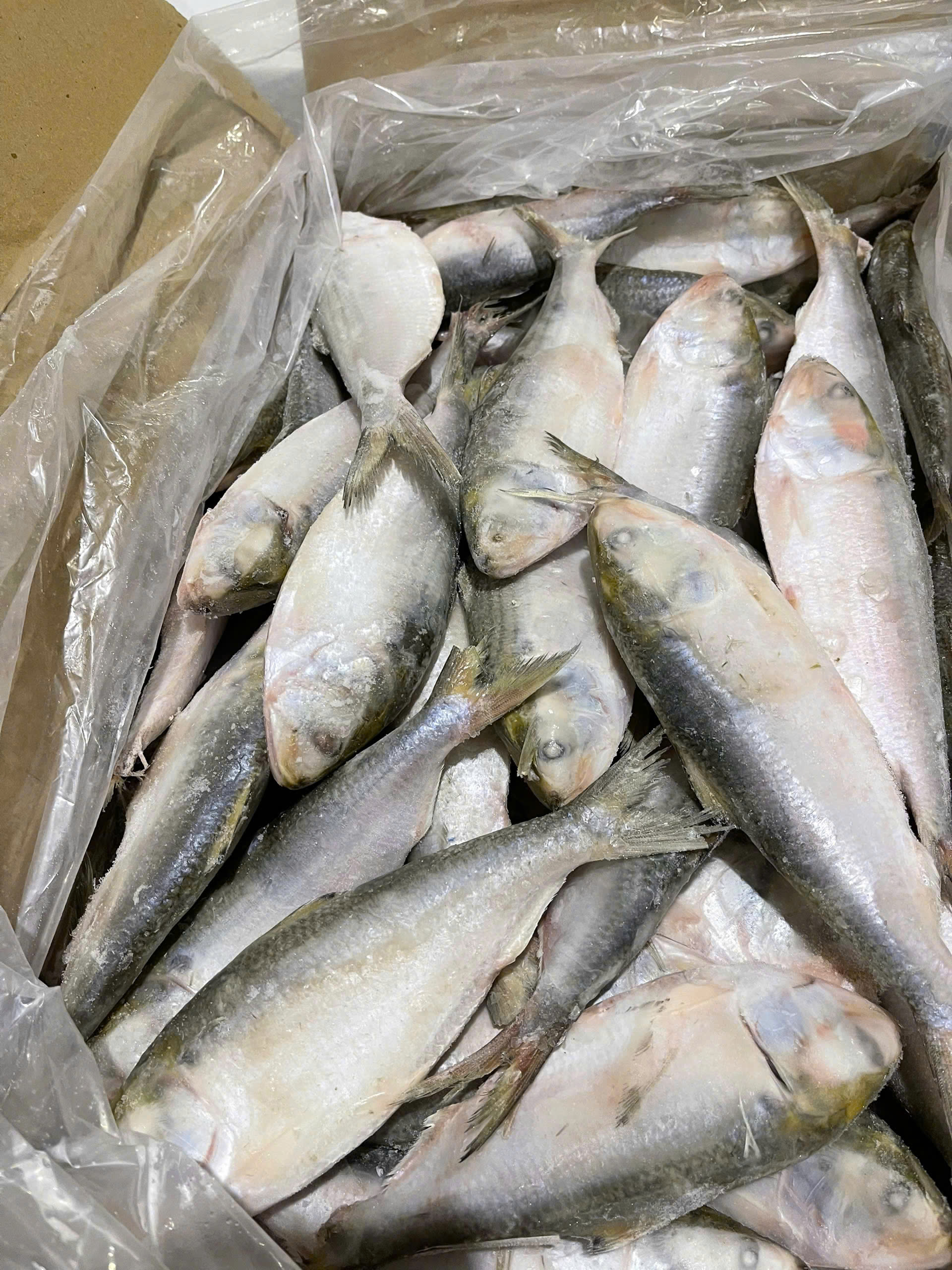 Shad fish