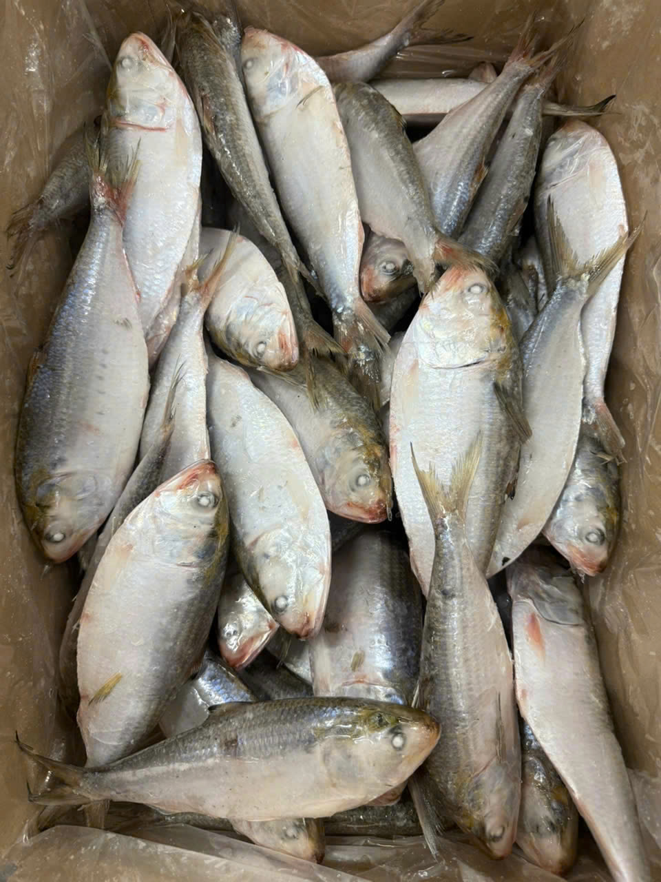 Shad fish