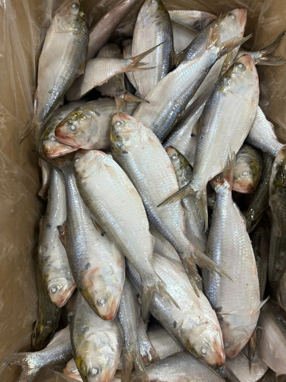 Shad fish