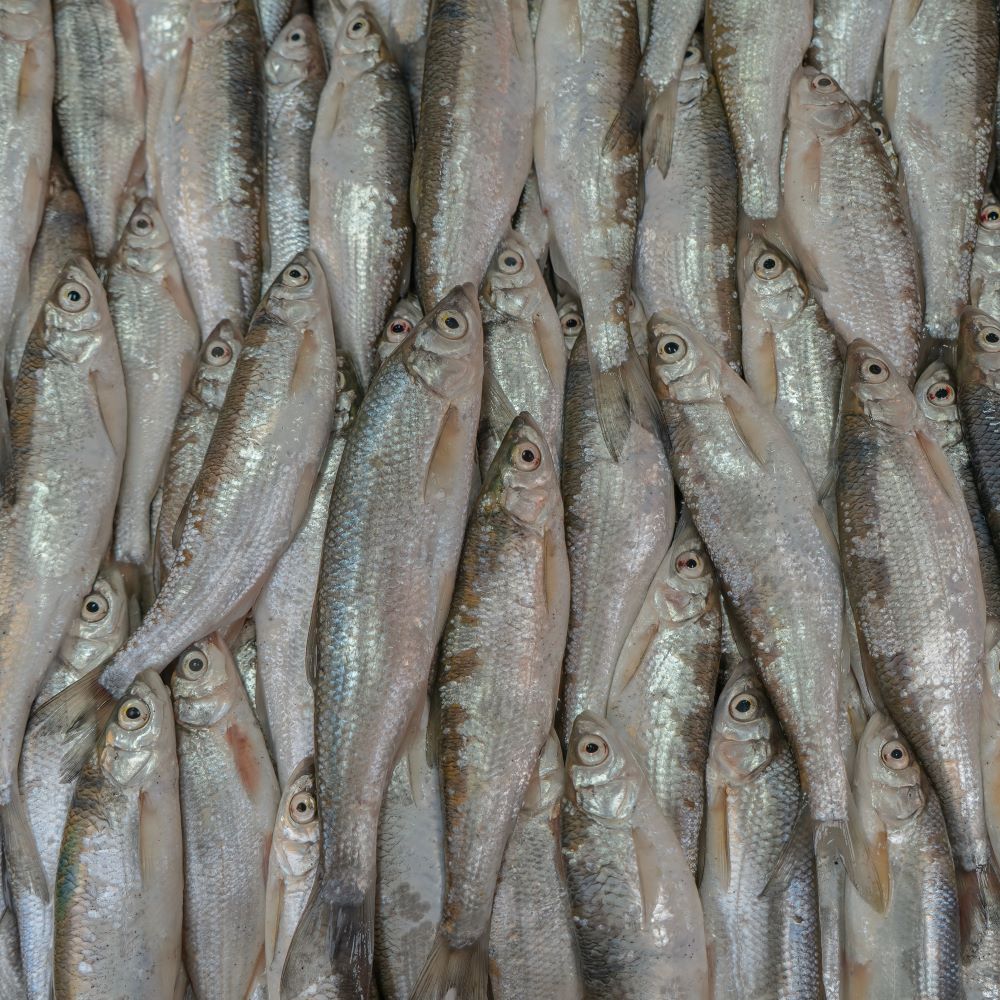 Shad fish