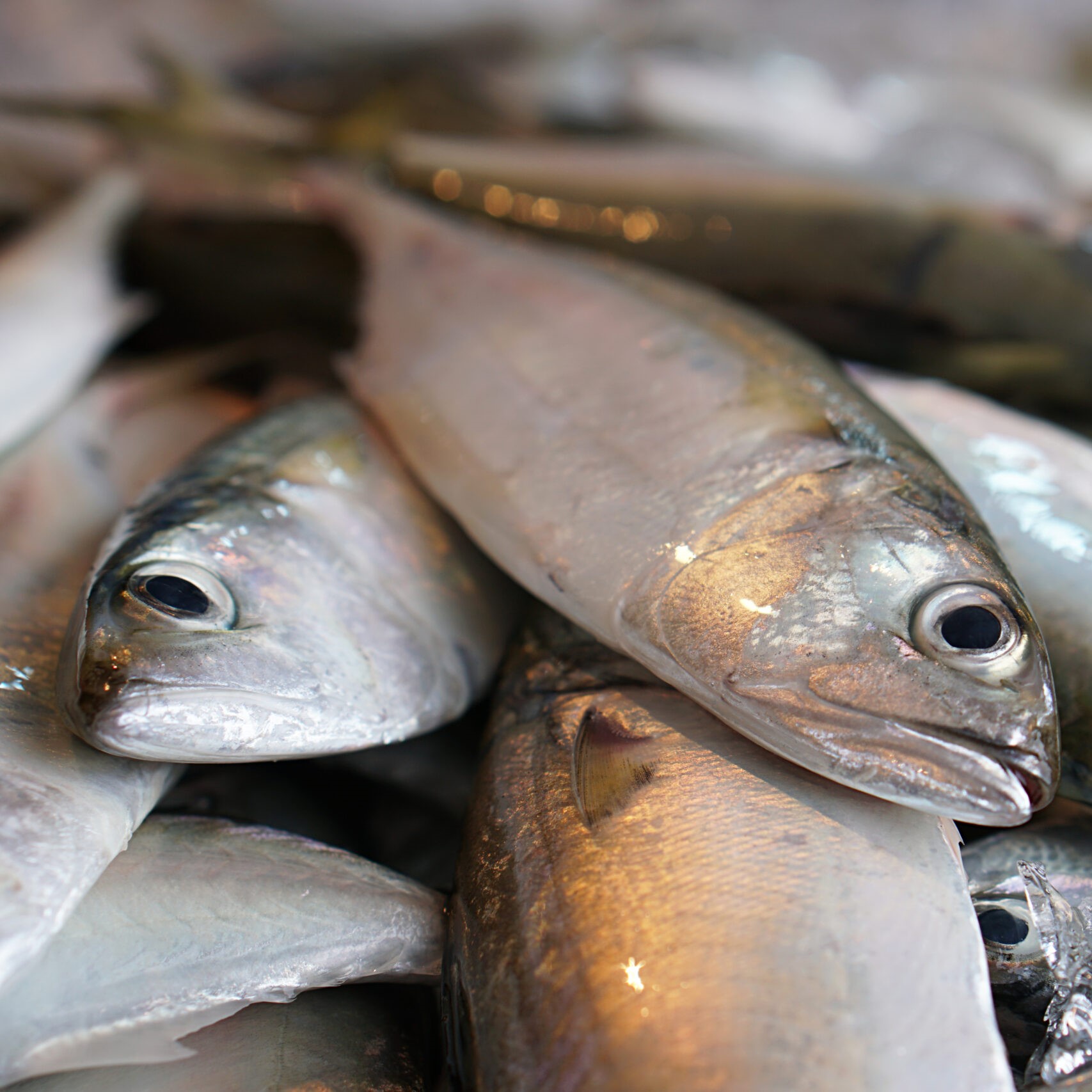 Short body mackerel