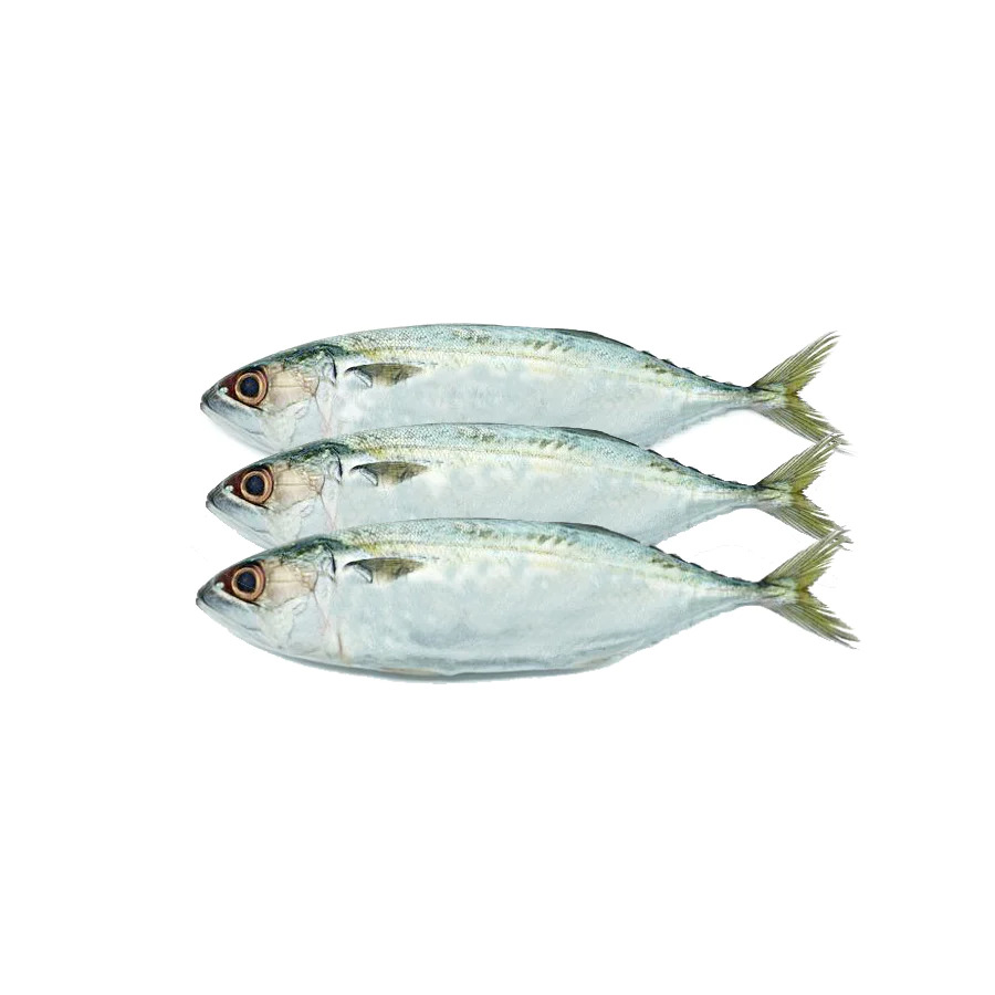 Short body mackerel