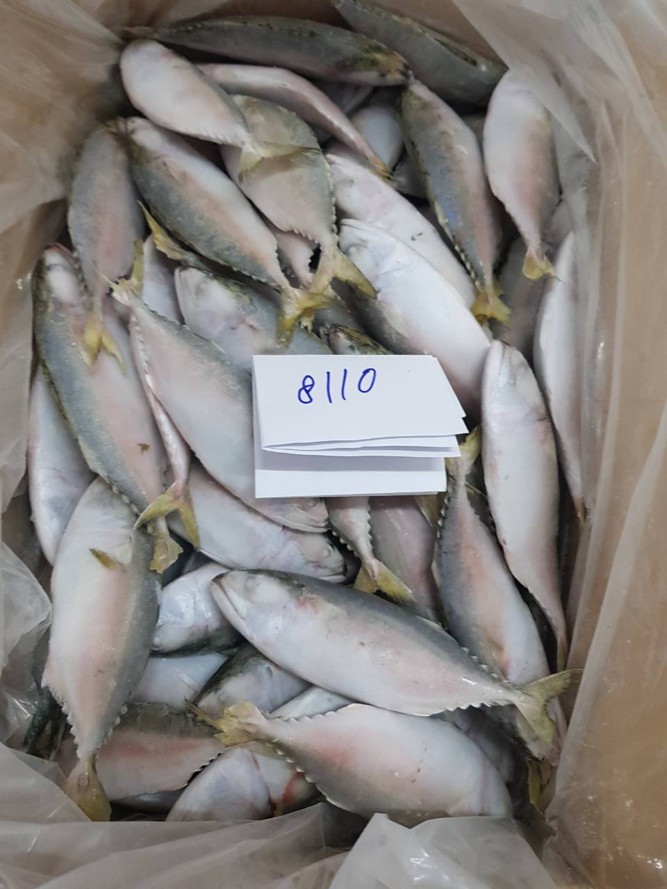 Short body mackerel