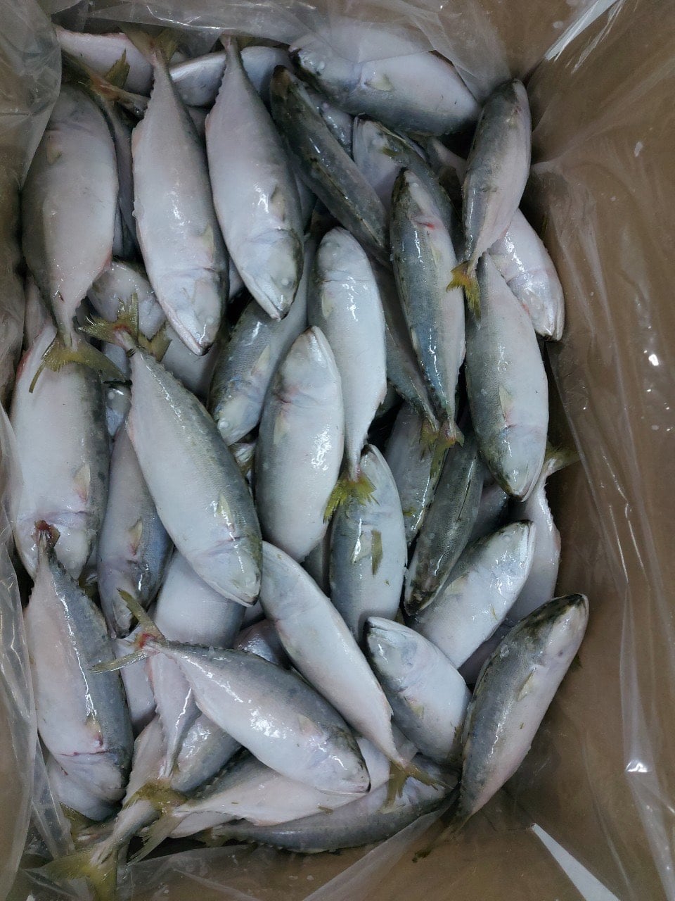 Short body mackerel