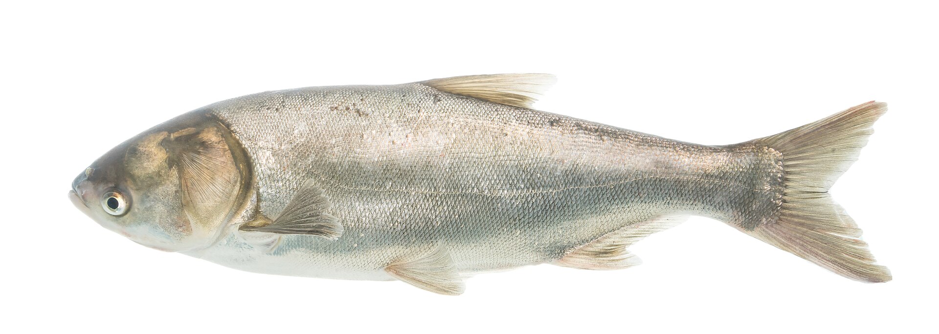 Silver Carp