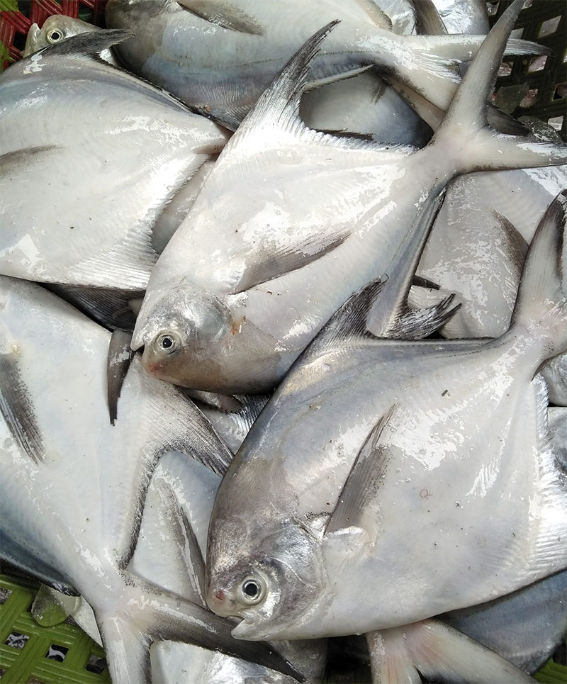 Silver pomfret