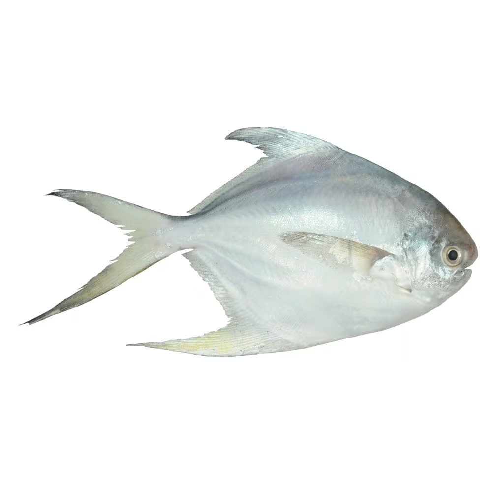 Silver pomfret