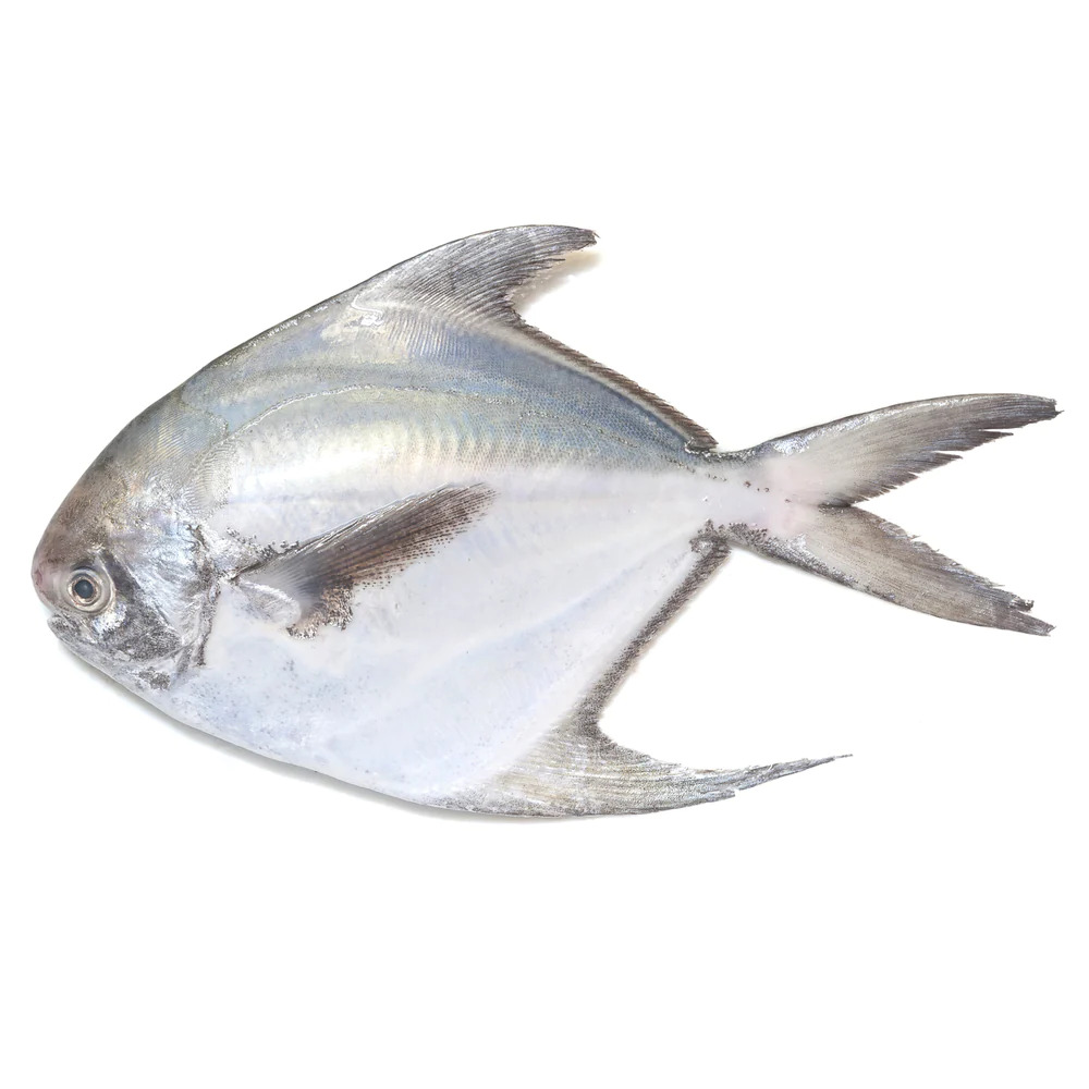 Silver pomfret