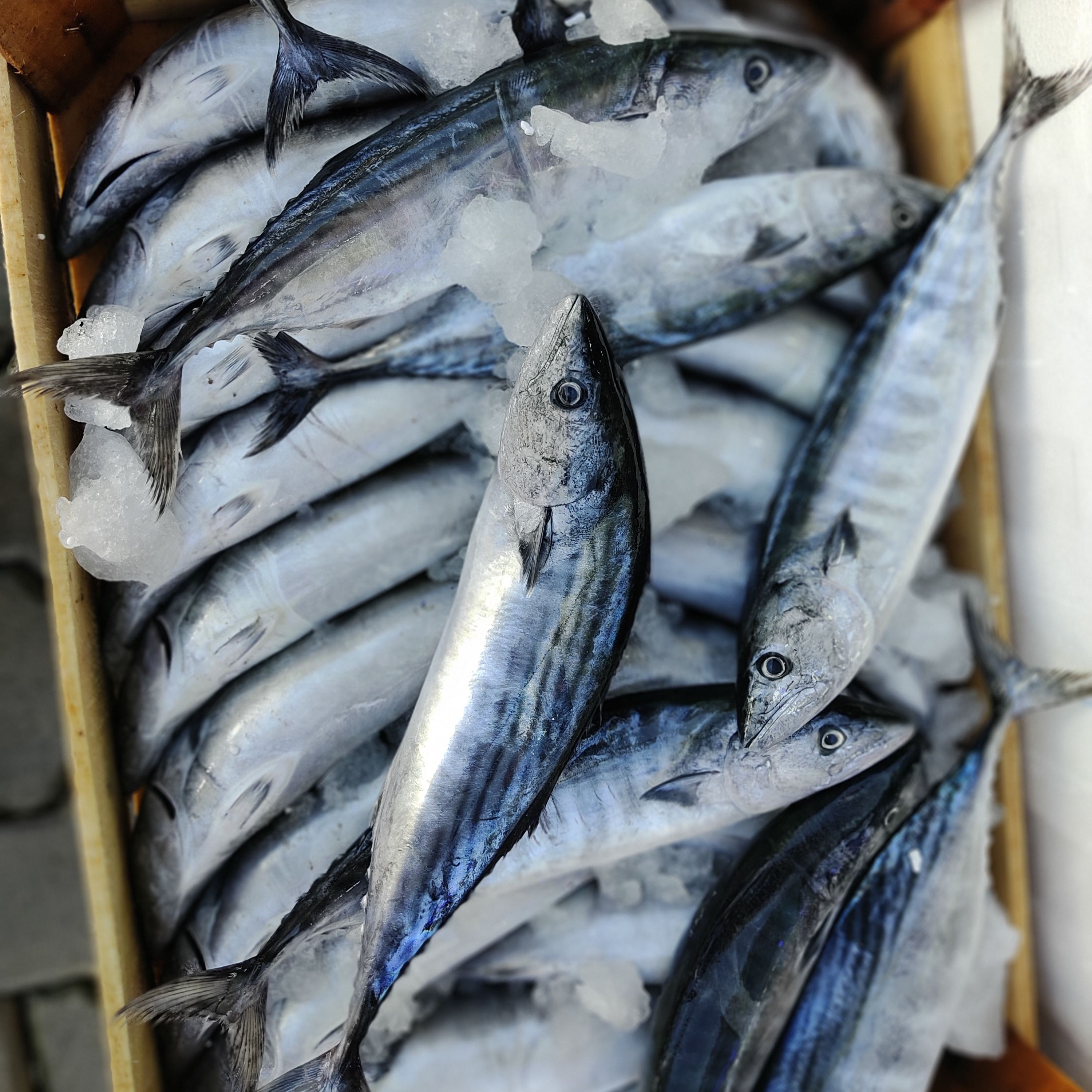 Skipjack tuna