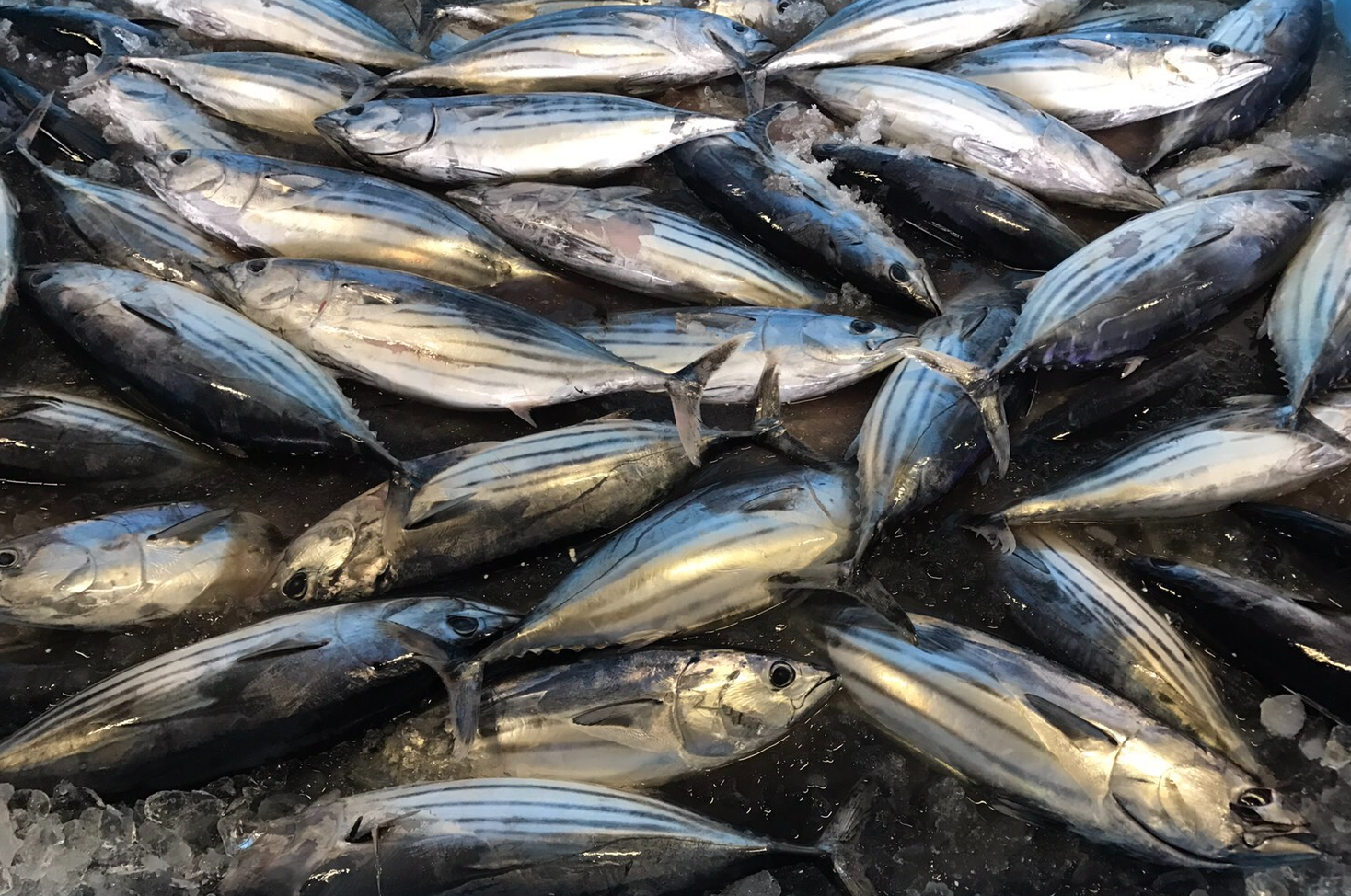 Skipjack tuna