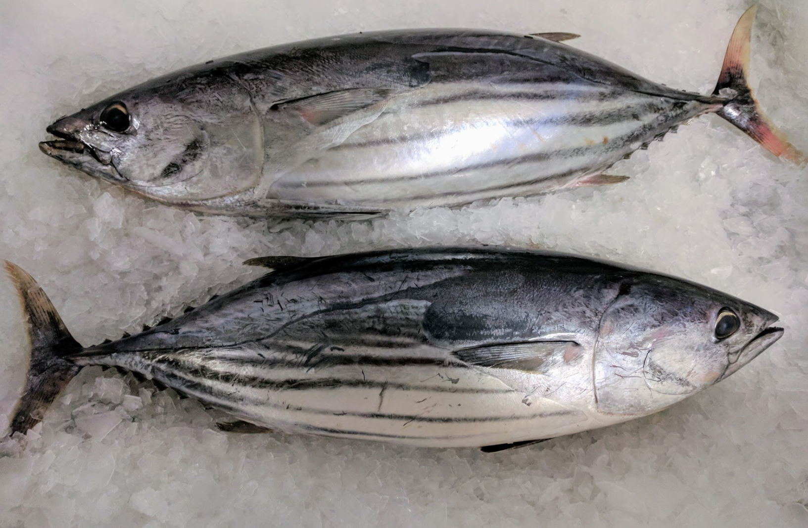 Skipjack tuna