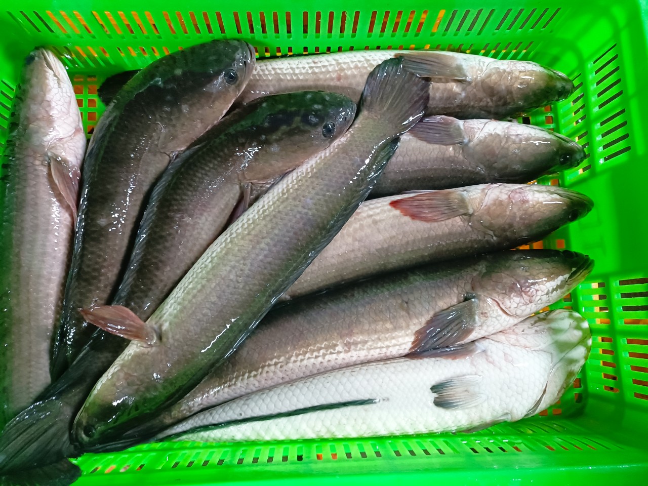 Snakehead fish