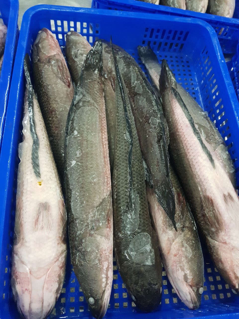 Snakehead fish