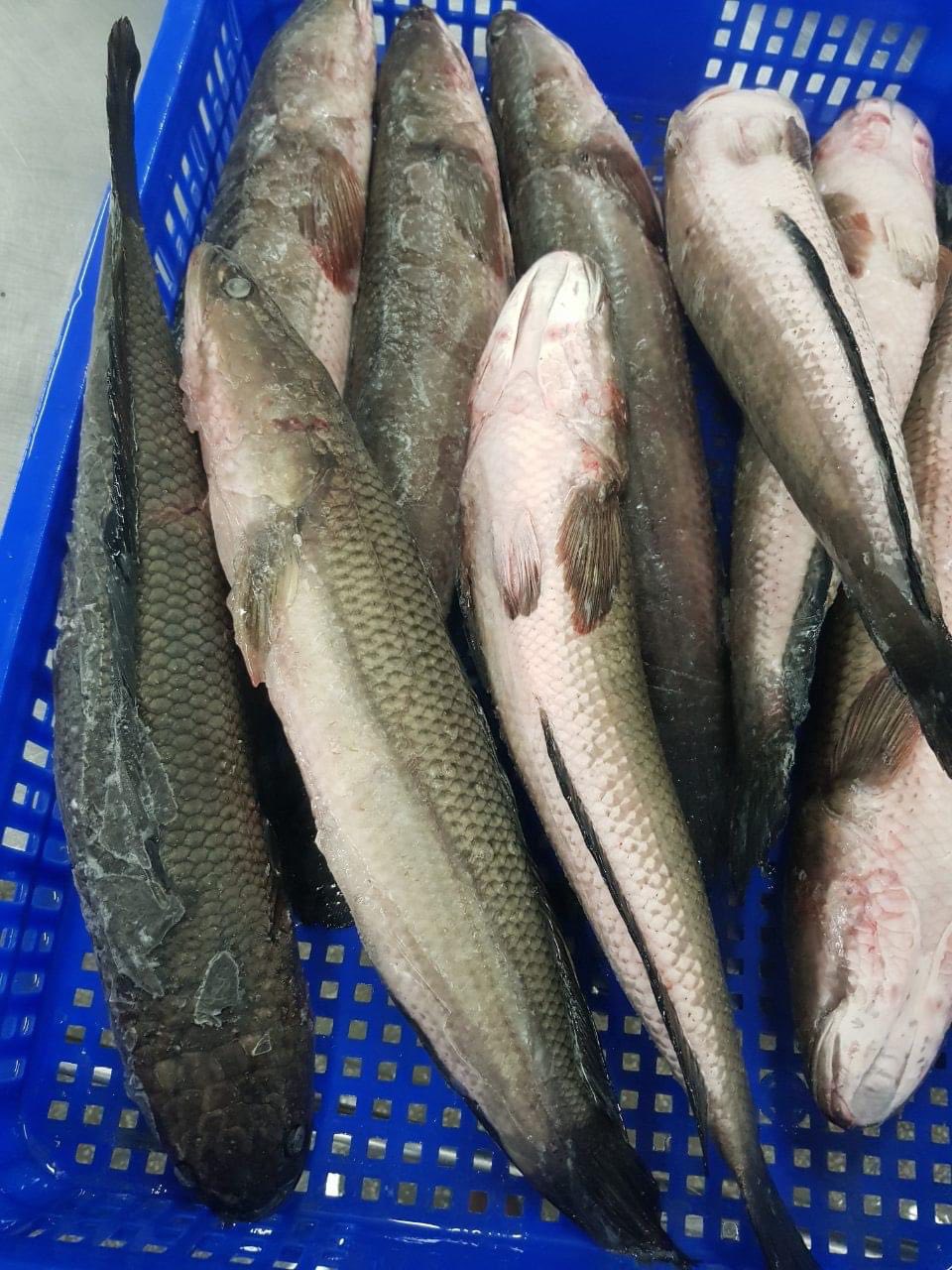 Snakehead fish