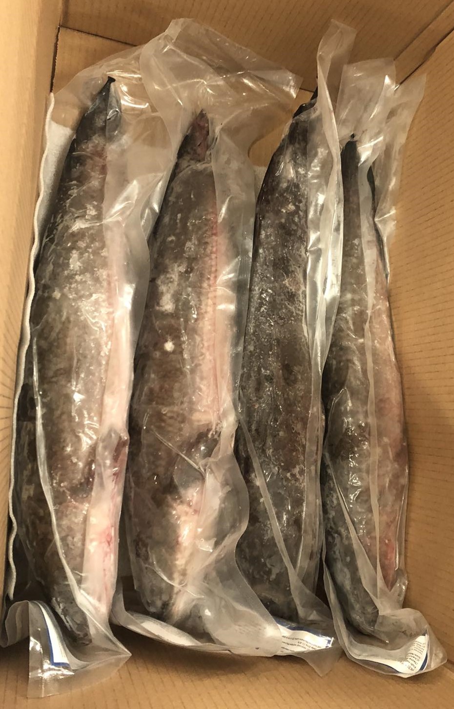 Snakehead fish