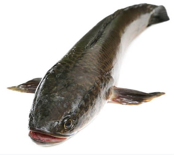 Snakehead fish