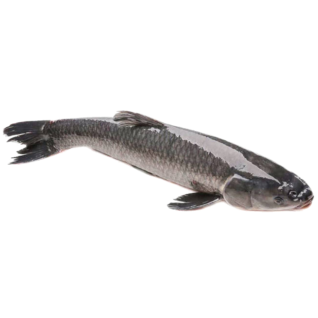 Snakehead fish