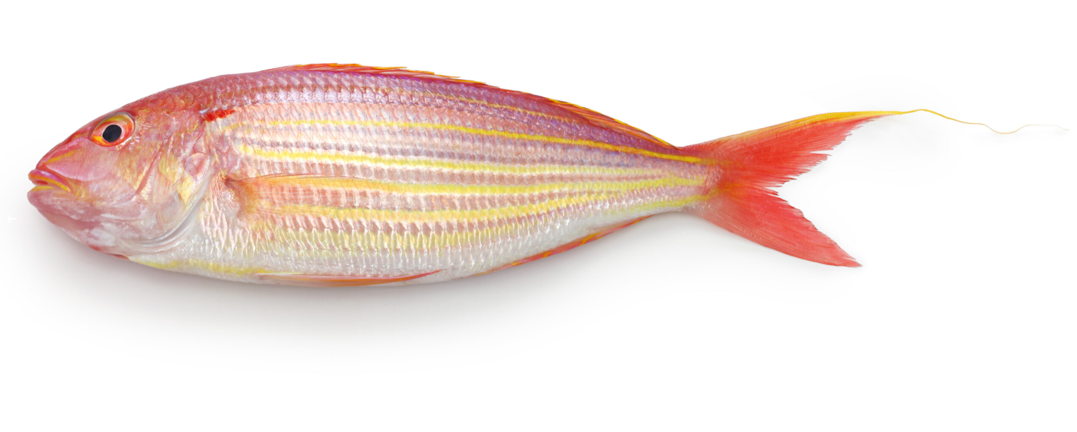 Threadfin bream