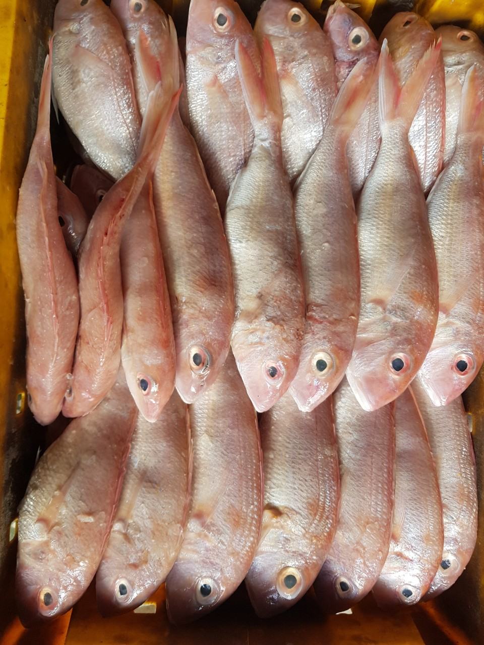 Threadfin bream