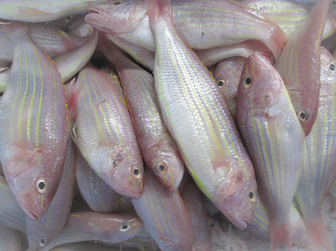 Threadfin bream