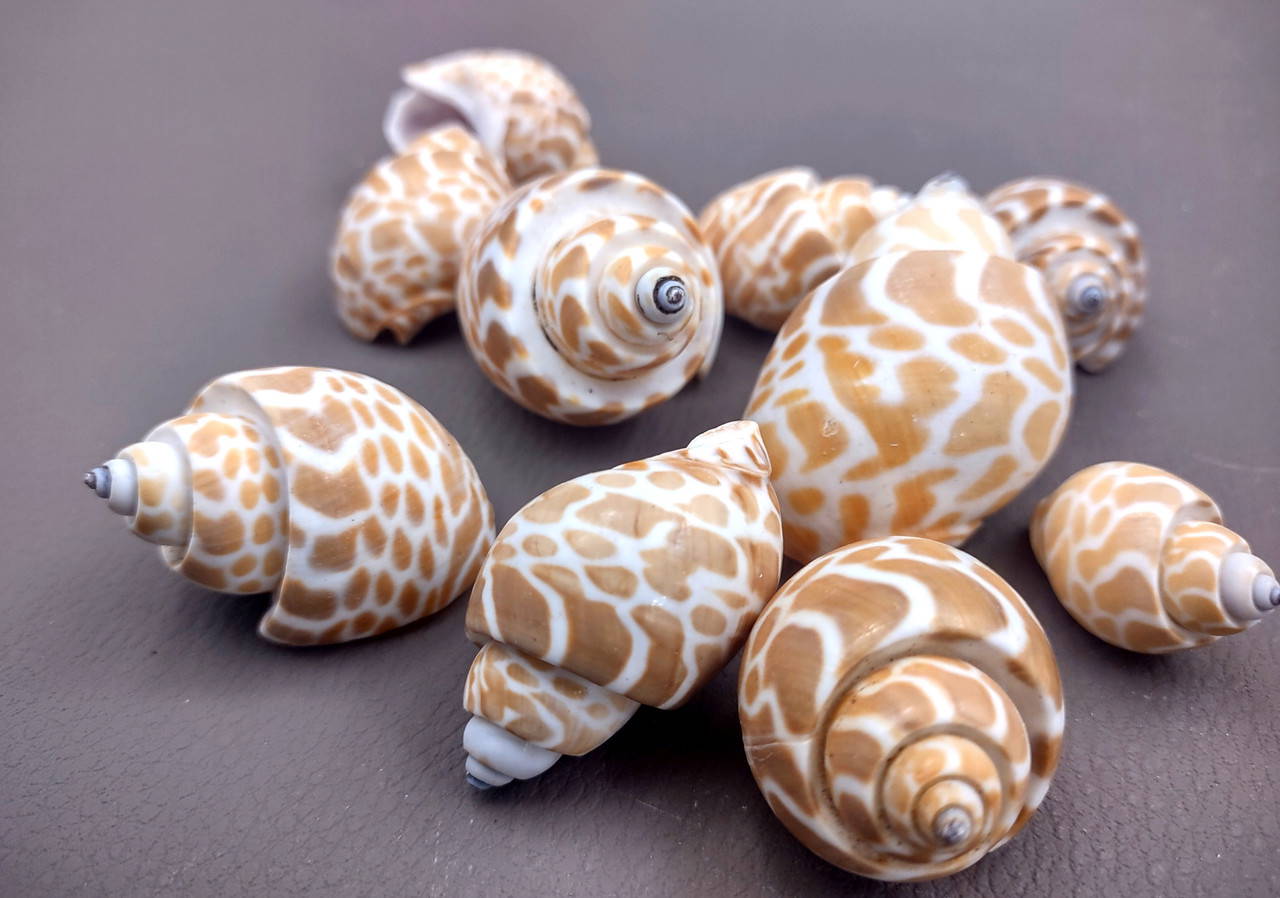 Babylon Snail