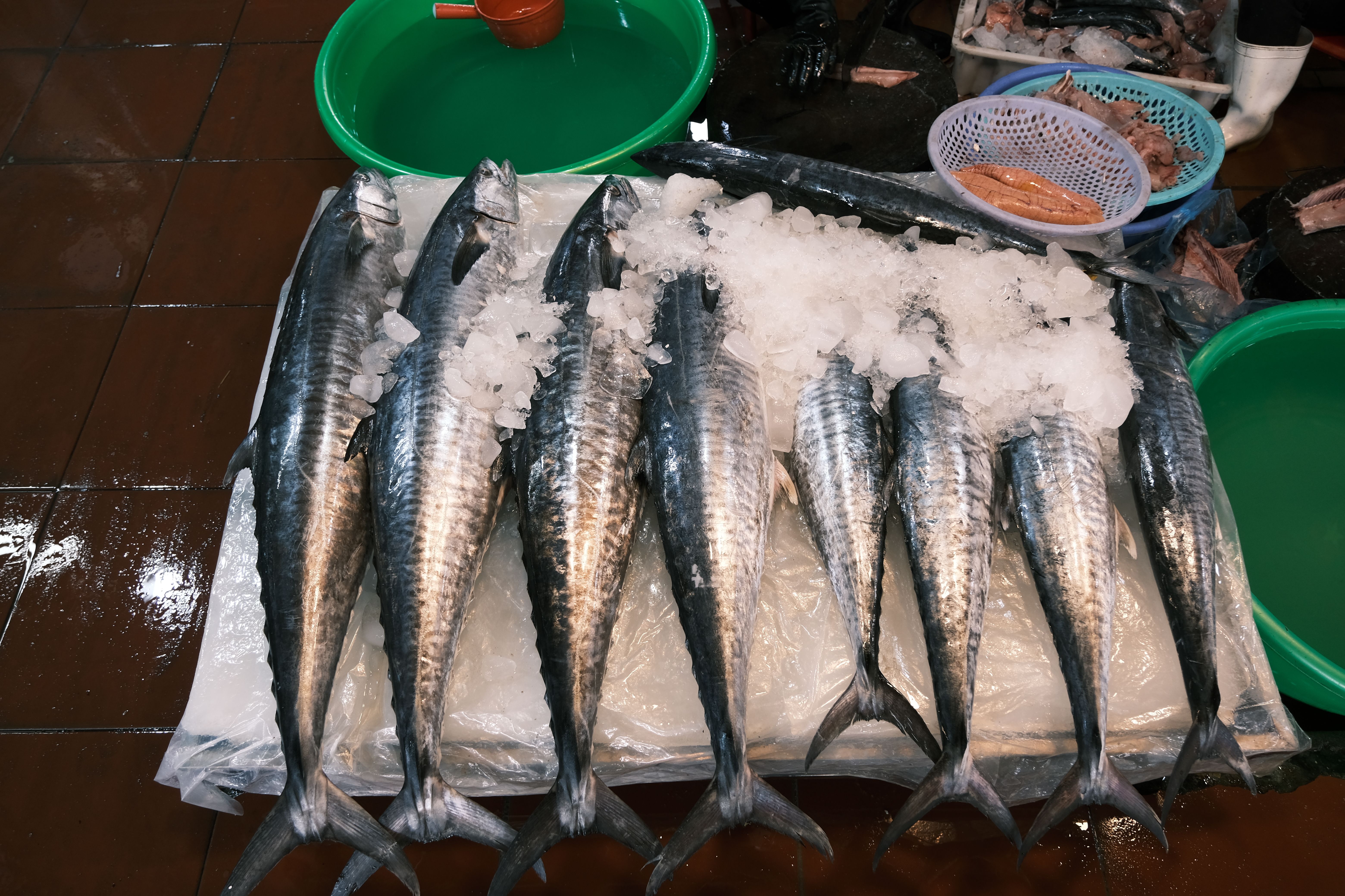 King Fish/ Wahoo