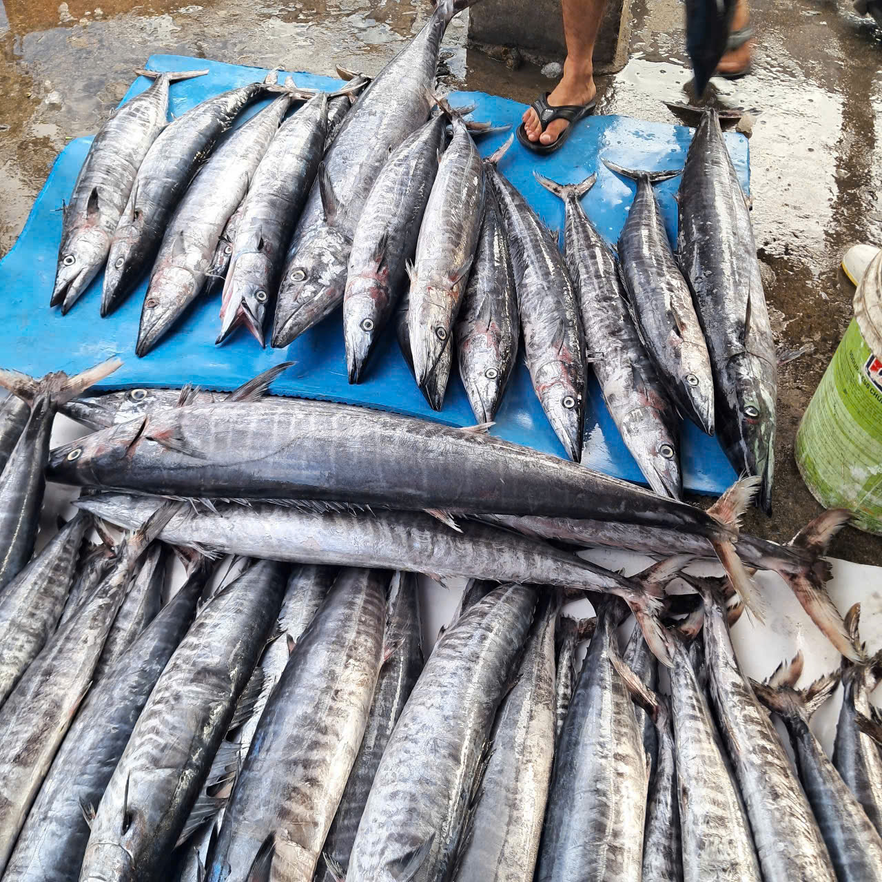 King Fish/ Wahoo
