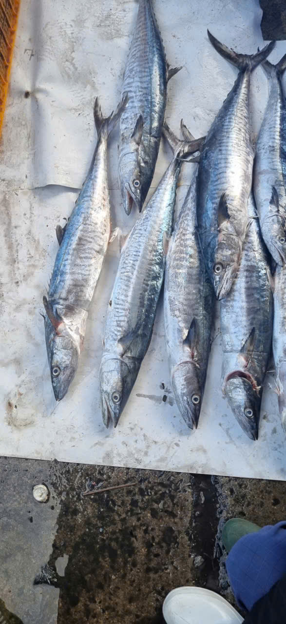 King Fish/ Wahoo