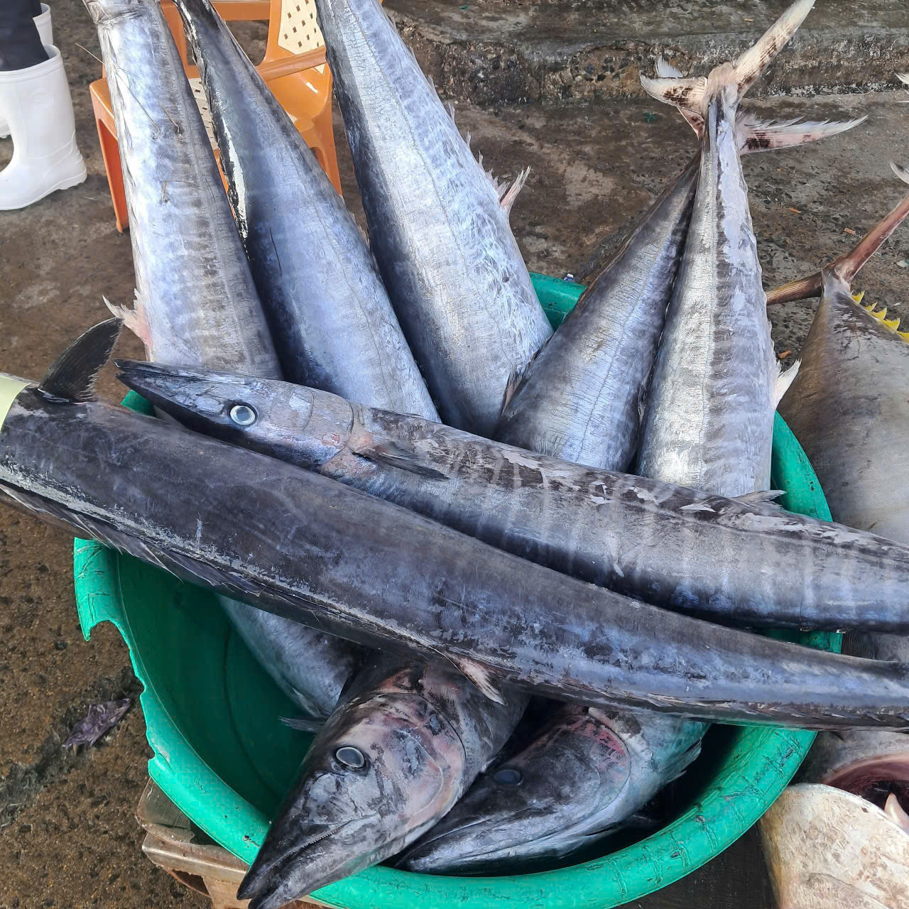 King Fish/ Wahoo
