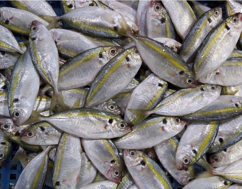 Yellowtail Scad